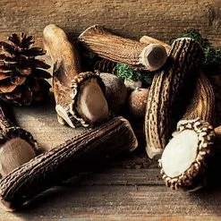 Animalis - Friandise Bois De Cerf Entier Pour Chien -Nourriture pour chien Soldes 41020