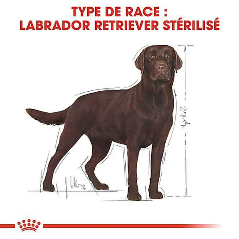 Royal Canin - Croquettes Labrador Pour Chien Stérilisé - 12Kg 4 Royal Canin - Croquettes Labrador Pour Chien Stérilisé - 12Kg – Image 2
