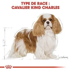 Royal Canin - Croquettes Cavalier King Charles Pour Chien Adulte -Nourriture pour chien Soldes 67592
