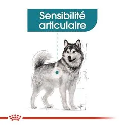 Royal Canin - Croquettes Maxi Joint Care Pour Chien - 10Kg -Nourriture pour chien Soldes 68091