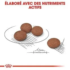 Royal Canin - Croquettes Mini Digestive Care Pour Chien - 3Kg -Nourriture pour chien Soldes 68124