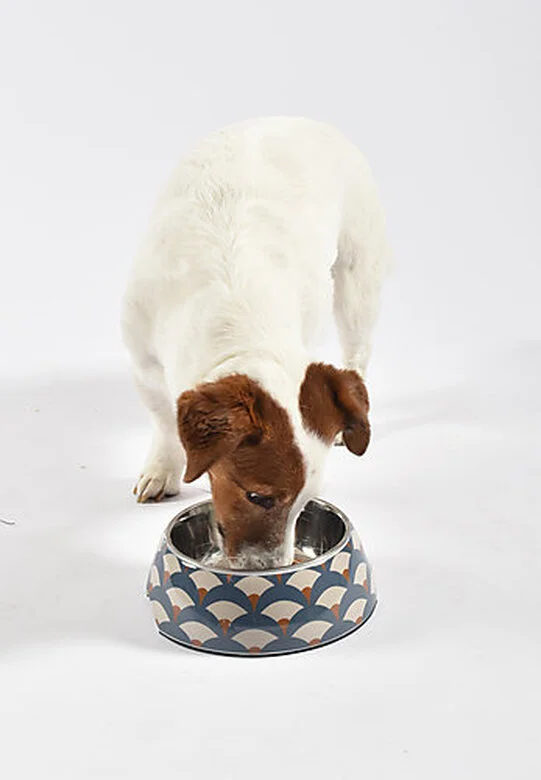 Bobby - Gamelle Geisha Bleu Pour Chien - M 4 Bobby - Gamelle Geisha Bleu Pour Chien - M – Image 2