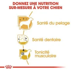 Royal Canin - Croquettes Poodle Adult Caniche Pour Chien - 1,5Kg -Nourriture pour chien Soldes 74392