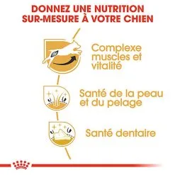 Royal Canin - Croquettes Jack Russell Adult Pour Chiens - 1,5Kg -Nourriture pour chien Soldes 74445