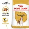 Royal Canin - Croquettes Beagle Adult Pour Chien - 12Kg