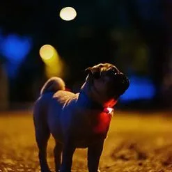 Tickless - Répulsif Antiparasitaire Mini Dog Ultrason Rechargeable Pour Chiens - Noir -Nourriture pour chien Soldes 76316