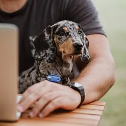 Tickless - Répulsif Antiparasitaire Mini Dog Ultrason Rechargeable Pour Chiens - Bleu -Nourriture pour chien Soldes 76335